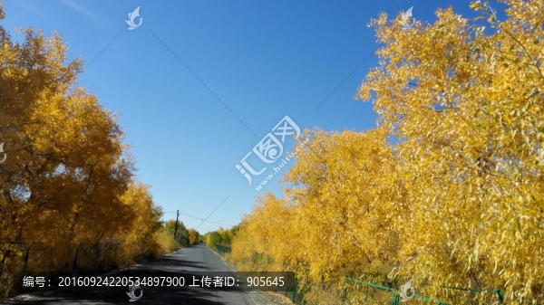 胡楊