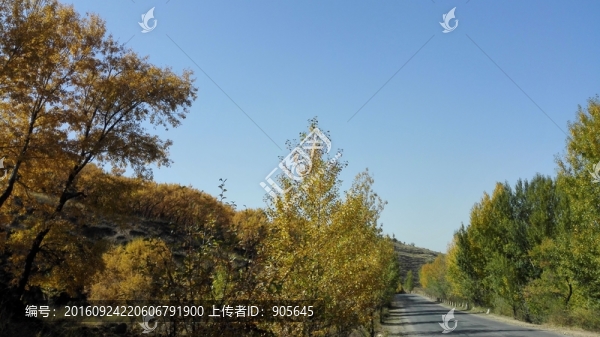胡楊