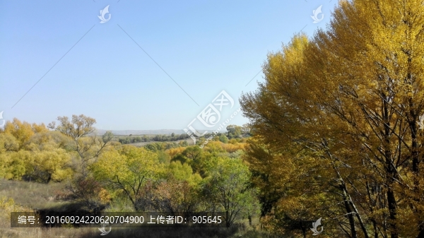 胡楊