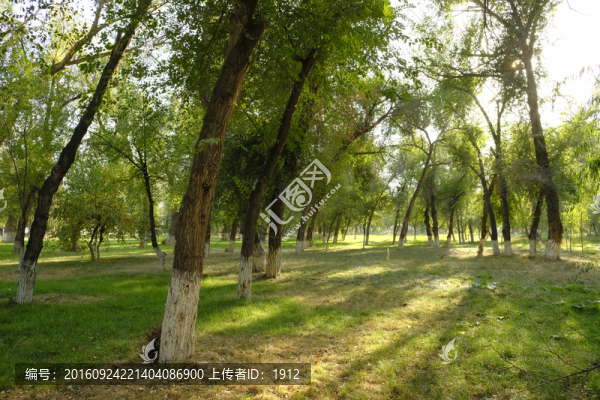 樹林