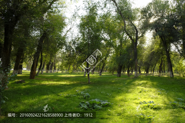 樹林