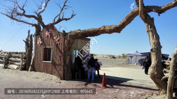 怪樹林