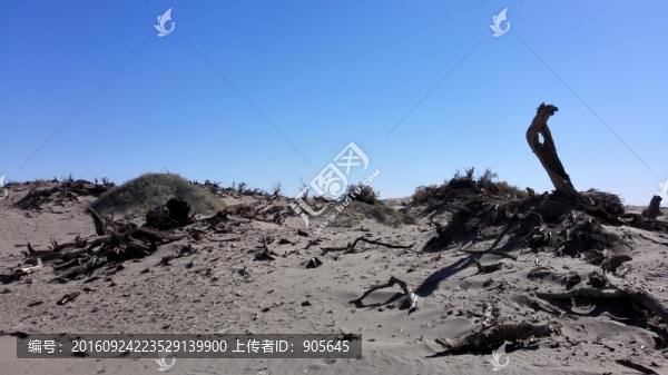 怪樹林