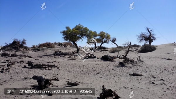 怪樹林
