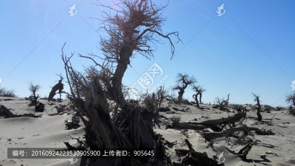 怪樹林