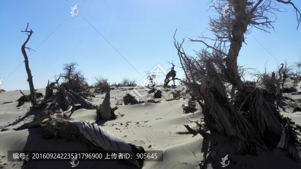 怪樹林