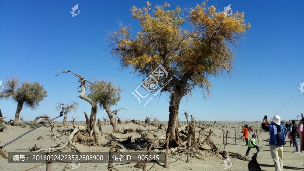 怪樹(shù)林