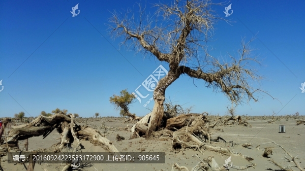 怪樹林