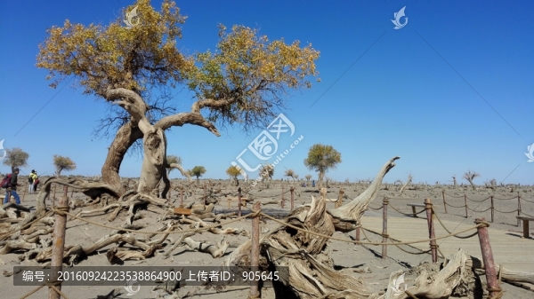 怪樹林