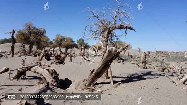 怪樹林