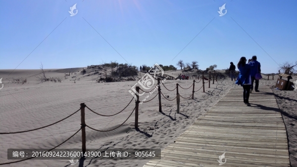 怪樹林