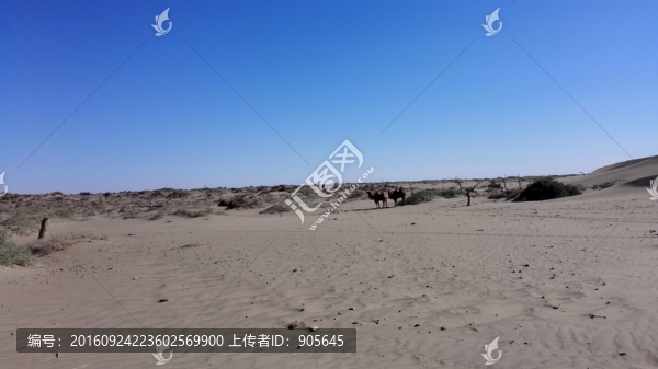 怪樹林
