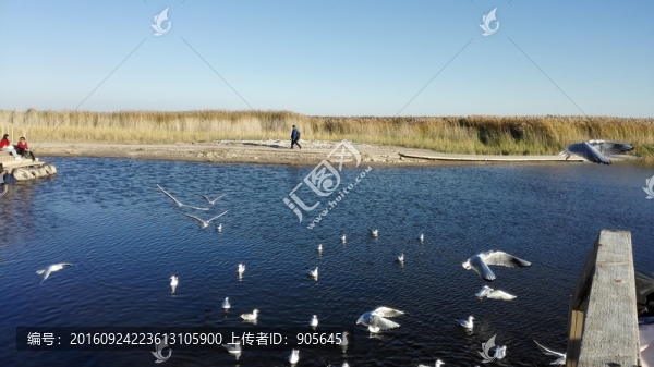 湖泊,鳥