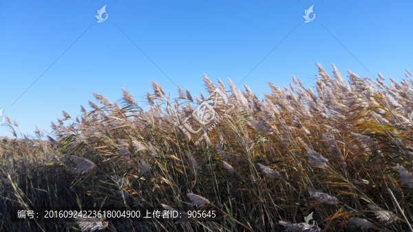 蘆葦