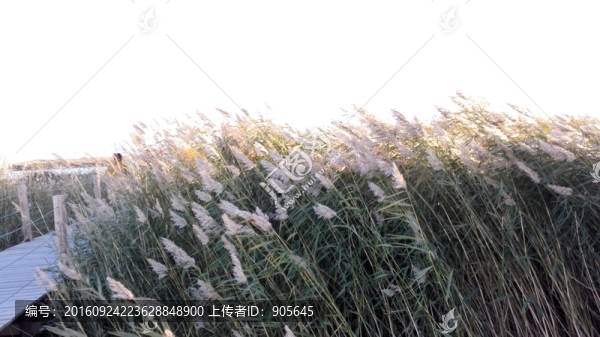 蘆葦