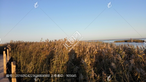蘆葦