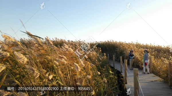 蘆葦