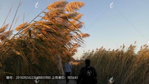蘆葦