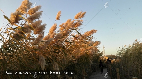 蘆葦