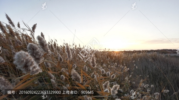 蘆葦
