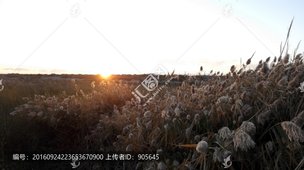 蘆葦