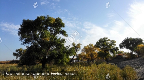 胡楊