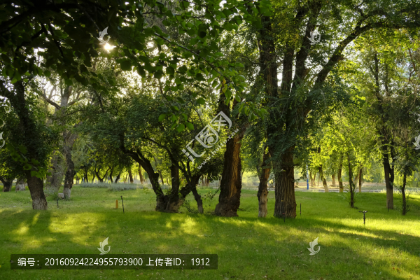 樹林