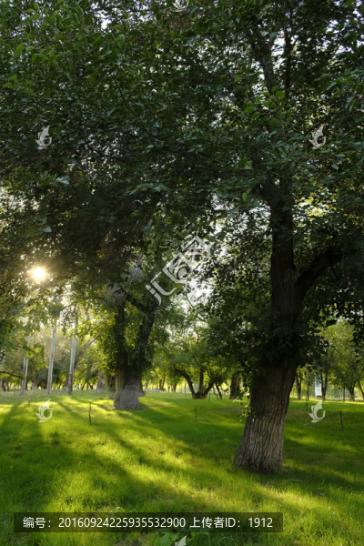 樹(shù)林-匯圖網(wǎng) www.fosd68.com 樹(shù)林