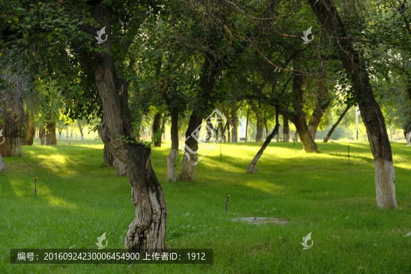 樹林
