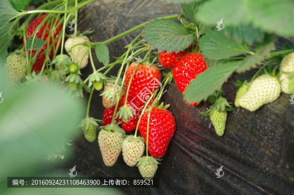草莓