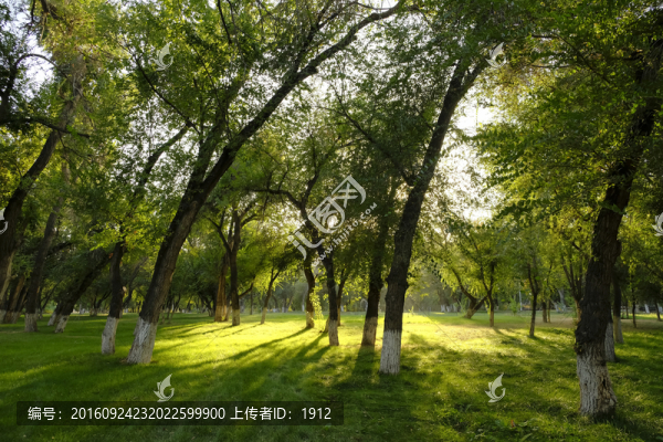 樹林