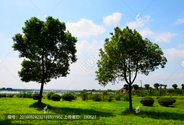 兩棵樹
