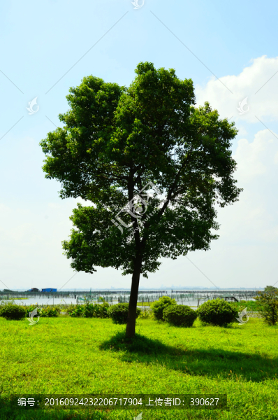 一棵樹(shù)