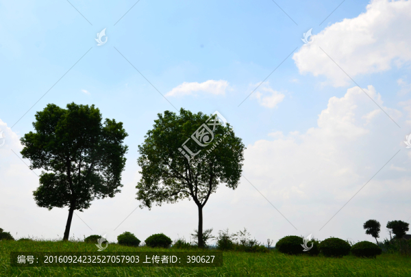 兩棵樹(shù)