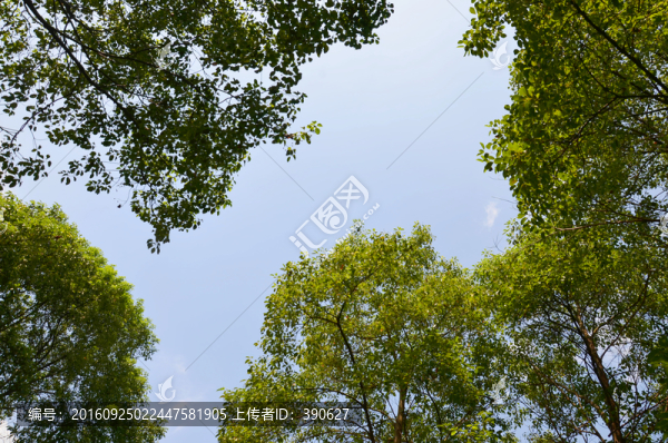 綠樹天空邊框