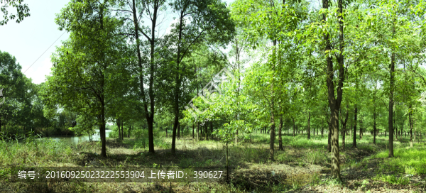 陽光樹林全景圖