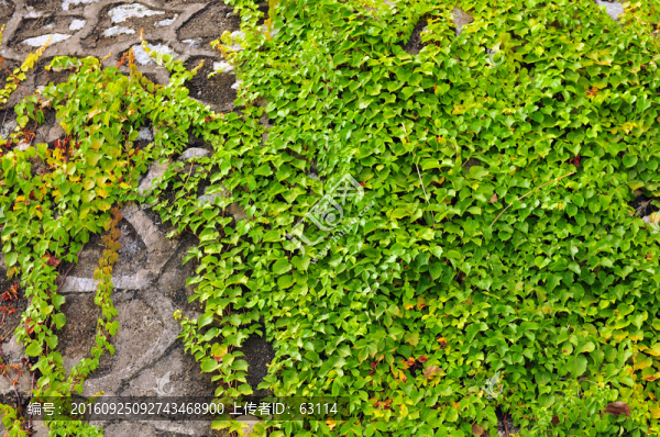 爬山虎,綠色植物,綠化