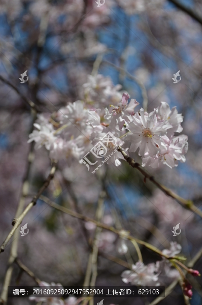 櫻花