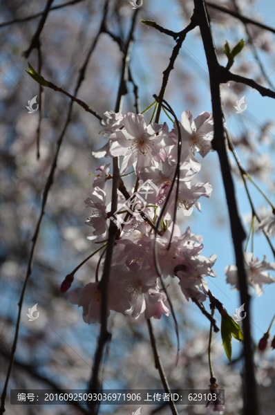 櫻花