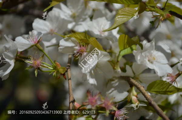櫻花