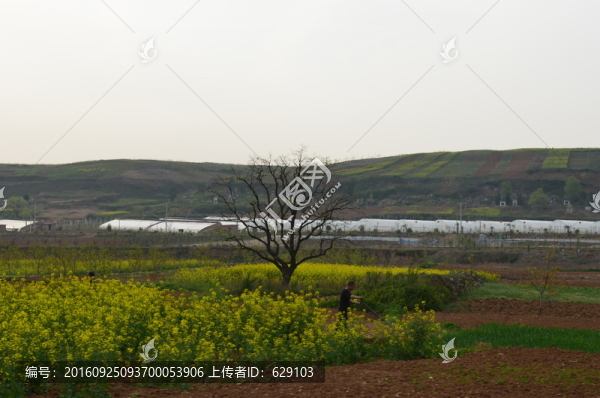油菜花