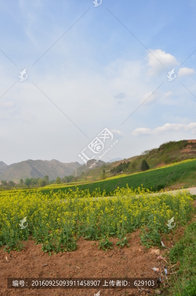 油菜花