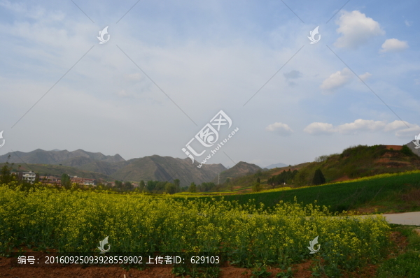 油菜花