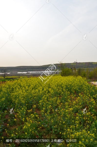 油菜花