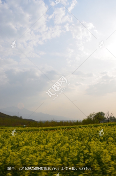 油菜花