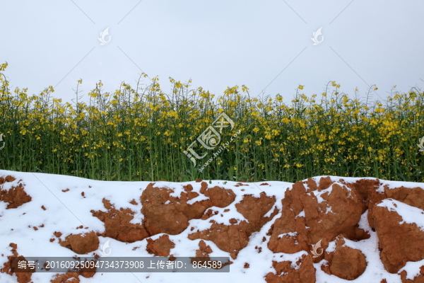 雪,油菜花