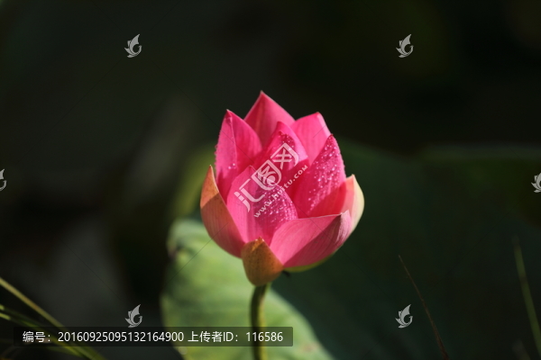 荷花