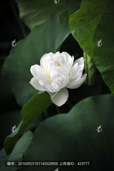 荷花,荷塘