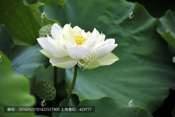 荷花