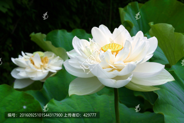 荷花,荷塘